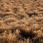 Техническое исследование слота Wild West Gold Megaways