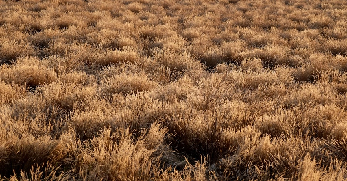 Техническое исследование слота Wild West Gold Megaways